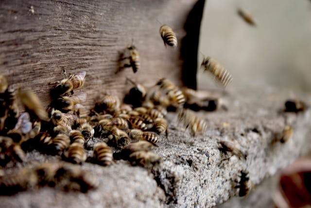 Immunerősítő hatóanyagokban gazdag propolisz